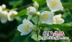 福州的市花为什么是茉莉花 茉莉花是福州市花吗