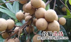 桂圆子发芽怎么种植 桂圆子发芽怎么种植方法