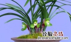 香水兰花怎么养 香水兰花养植技巧