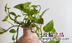 植物枯叶属于什么垃圾 盆栽废弃的枯叶属于什么垃圾