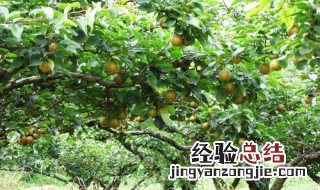 黄花梨施肥方法 黄花梨施肥方法和技巧