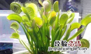 什么花能驱蚊 什么花能驱蚊虫