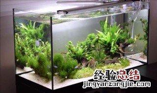 沉木绑水草教程 水草怎么绑在沉木上