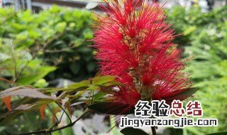 千层花实用种植方法图片 千层花实用种植方法