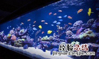 大型鱼缸换水的正确方法视频 大型鱼缸换水的正确方法