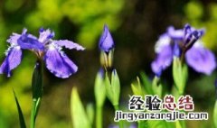 什么花能入药 什么花能入药就能开花