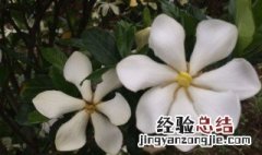 什么花能吃 什么花能吃虫子