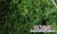 侧柏叶洗头每次用多少克 侧柏叶洗头每次用多少