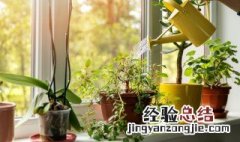 客厅什么植物最好养活 客厅什么植物好养活又好看