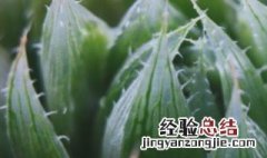 玉露 用土 玉露用纯赤玉土可以吗