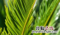 铁树开花了如何处理 需要补充养分吗