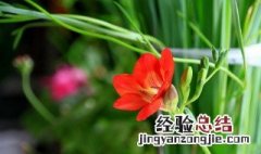 小苍兰水培方法 水培小苍兰怎么种植和养护