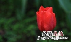 加拿大郁金香种植方法图解 加拿大郁金香种植方法