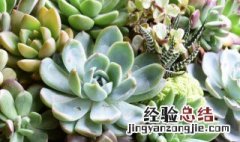 多肉植物冬天可以放在室外吗 多肉冬天可以放在室外养吗