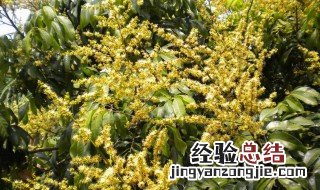 龙眼长叶不开花如何处理 龙眼长叶不开花如何解决