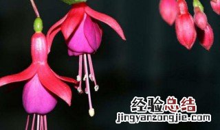 金钩钩的功效 金钩的养殖方法