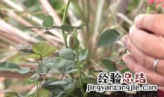 夏季可以修剪月季花花吗 夏季月季修剪可以吗