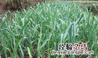 青蒜种植时间和方法是什么 青蒜种植时间和方法是什么样的