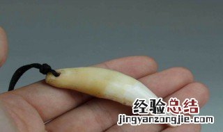 豹猫牙齿的用途 豹牙的养护