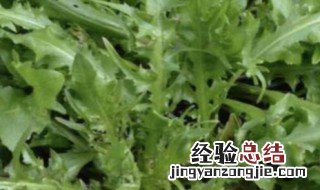 土里掺沙可以种菜吗 土里掺沙可以种菜吗视频