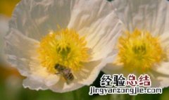 扶桑花开花期可以施肥吗 扶桑开花可以施肥吗