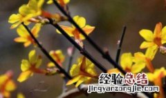 迎春花可以在家里养吗视频 迎春花可以在家里养吗