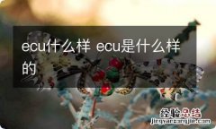 ecu什么样 ecu是什么样的