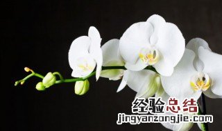 白兰花可以长在室内吗视频 白兰花可以长在室内吗