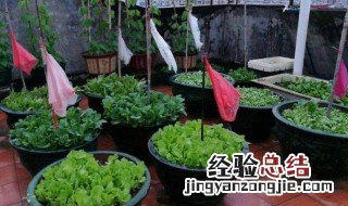 楼顶可以直接铺土种菜吗 楼顶可以直接铺土种菜吗