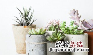 多肉夏天可以剪枝吗 多肉夏季可以砍头吗