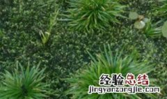 菖蒲能不能水培 菖蒲种子可以水培吗