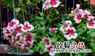天竺葵春天可以剪枝吗 天竺葵春天可以全部剪掉吗