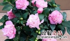 香妃茶花可以放室内吗 香妃茶花能放室内吗