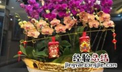 春节家中摆放什么花好 春节家中摆放什么花好呢