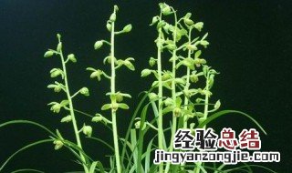 下山兰花怎么栽植 下山兰花的种植步骤