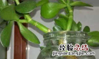 不带根玉树可以水培吗 玉树可以水培吗