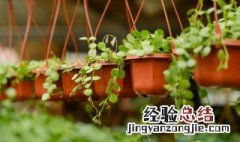 入户玄关摆什么植物好 玄关摆什么植物好