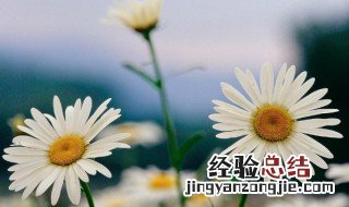 小雏菊花语是什么 小雏菊花语是什么意思 寓意