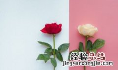 白玫瑰和红玫瑰的寓意是什么 白玫瑰花的花语是什么