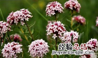 狼毒花能采来养家里吗 狼毒花可以家养吗