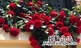 月季花枝可以水养吗 月季花枝可以水养吗