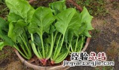 菠菜种子不泡可以种吗 菠菜种子需要碾碎吗