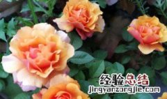 月季花可以水养吗 月季花可以水栽吗