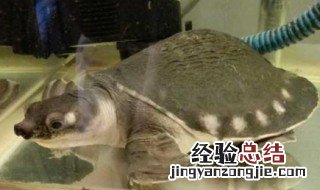 鱼和猪鼻龟可以混养吗 第一次养动物的来看看