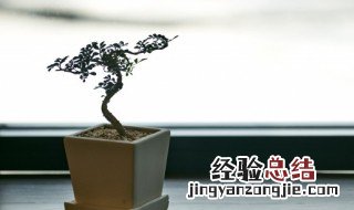 洗手间放什么植物风水好 洗手间放什么植物风水好图片