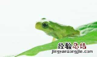 在哪适合人工养殖林蛙 林蛙适合在哪里养殖