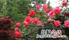 什么花四季开花又好养 北方什么花四季开花又好养