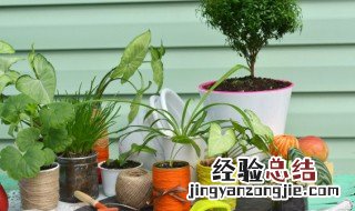 电视墙旁边放什么植物好 电视墙旁边放什么植物好斜冲门