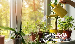 客厅屏风放什么植物好 客厅屏风放什么花好