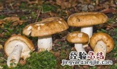 枞菌变绿了可以吃吗有毒吗 枞菌变绿了可以吃吗有毒吗能吃吗